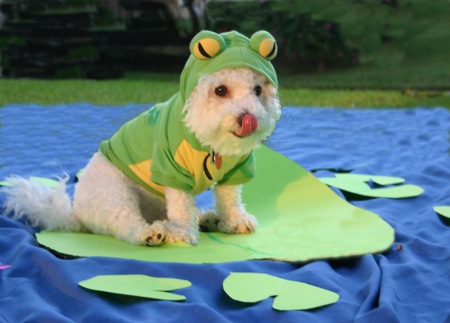 Funny dressed up dogs